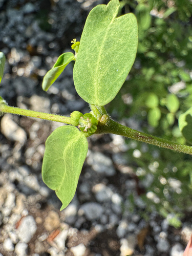 Euphorbia skottsbergii observed 2025-03-02