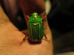 Chrysina adelaida