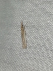 Crambus praefectellus
