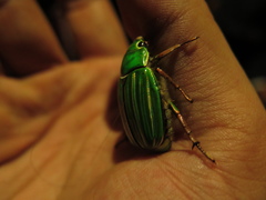 Chrysina adelaida