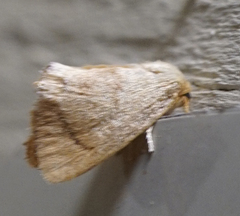 Tortricidia testacea