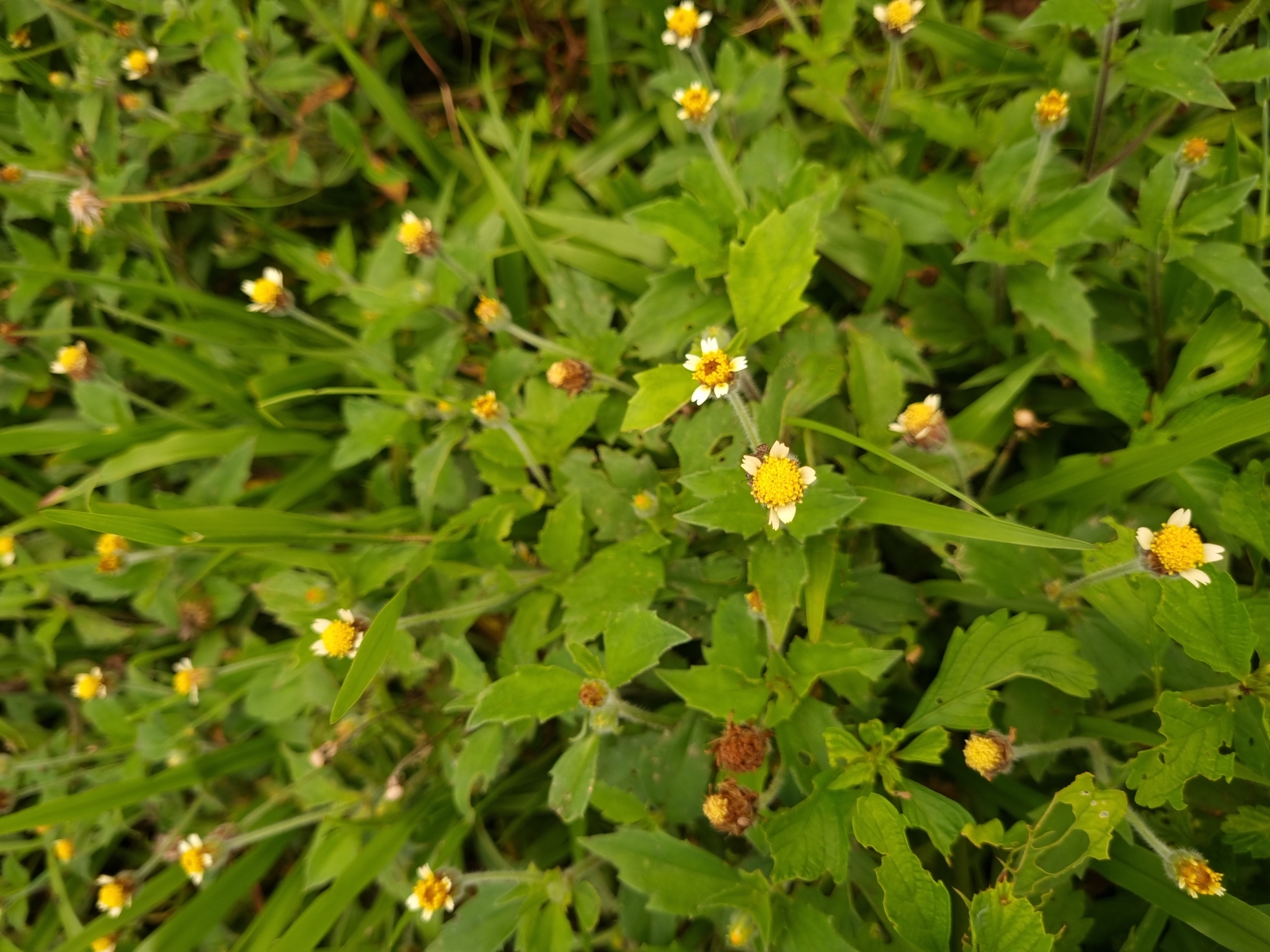 Tridax procumbens