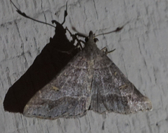 Renia flavipunctalis