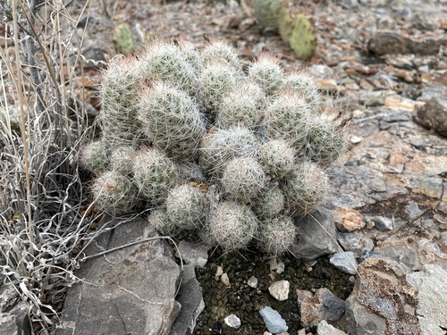 Escobaria tuberculosa