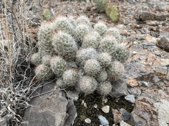 Pinecone Cactus (Mammillaria tuberculosa)