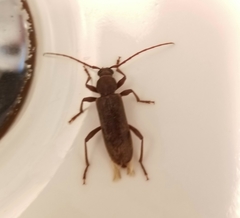 Trichoferus campestris