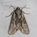 Common Hyppa Moth - Photo no rights reserved