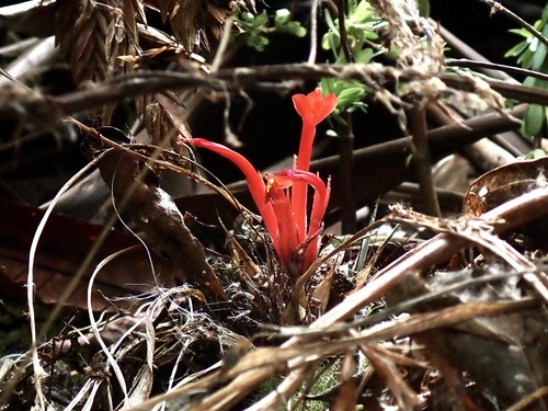 Pitcairnia heterophylla, photograph 5