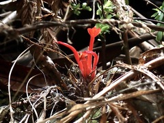 Pitcairnia heterophylla, photograph (c) Sue Carnahan, some rights reserved (CC BY)