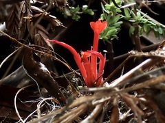 Pitcairnia heterophylla, photograph (c) Sue Carnahan, some rights reserved (CC BY)