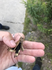 Dissosteira carolina