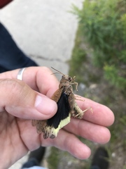 Dissosteira carolina