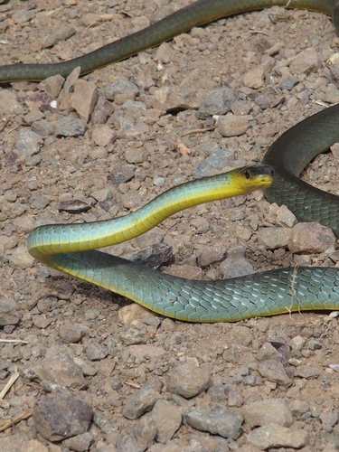 Common Tree Snake sighting