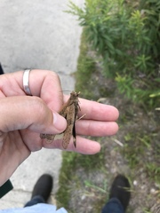 Dissosteira carolina