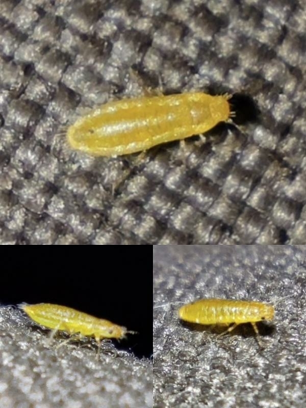 Atheroides serrulatus