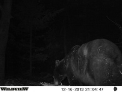 Ursus americanus machetes