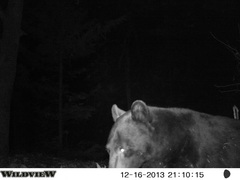 Ursus americanus machetes