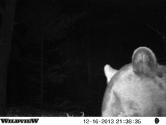 Ursus americanus machetes