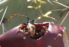 Dendrobias mandibularis