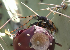 Dendrobias mandibularis
