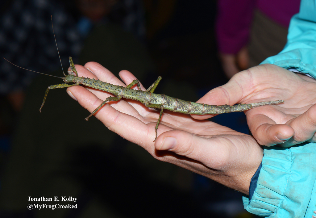 Apteroplopus