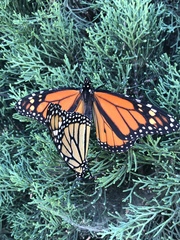 Danaus plexippus