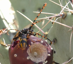 Dendrobias mandibularis