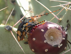 Dendrobias mandibularis