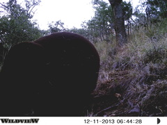 Ursus americanus machetes