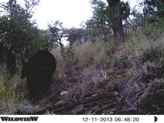 Ursus americanus machetes