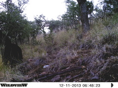 Ursus americanus machetes