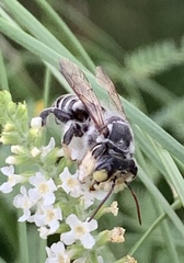 Megachile sidalceae