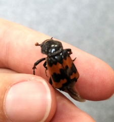 Nicrophorus marginatus