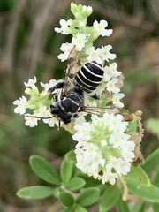 Megachile sidalceae
