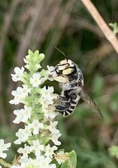 Megachile sidalceae
