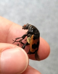 Nicrophorus marginatus