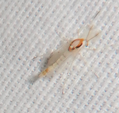Coelotanypus concinnus