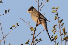 Hypocolius ampelinus