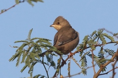 Hypocolius ampelinus