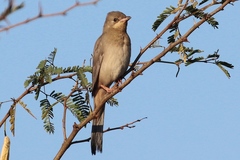 Hypocolius ampelinus