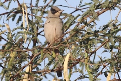 Hypocolius ampelinus