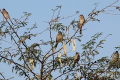 Hypocolius ampelinus