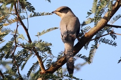 Hypocolius ampelinus