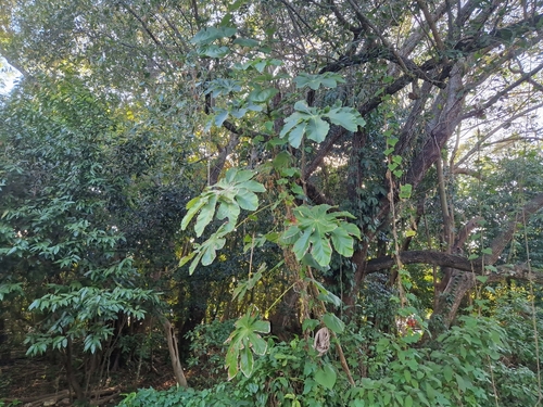 Image of Cecropia polystachya by (c) Jens-Christian Svenning, some rights reserved (CC BY)