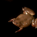 Cameroon Clawed Frog - Photo (c) Brian Gratwicke, some rights reserved (CC BY)