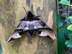 Amplypterus panopus