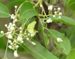 Thouinidium decandrum