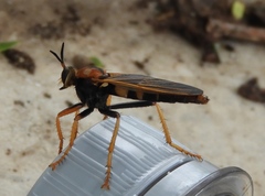 Ospriocerus tequilae