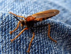 Ospriocerus tequilae