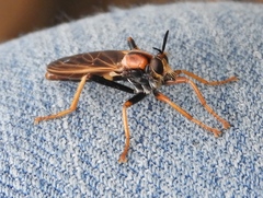 Ospriocerus tequilae